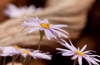 Aster Flowers